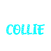 Collie Longhair Collie
