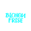 Bichon Frisé