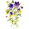Fleur