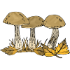Fungi