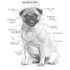 Anatomy of a Pug
