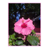 Photo Hibiscus