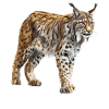 Lynx Luchse Luchs