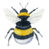 Bumblebee Brumbasse