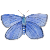 Butterfly Blue
