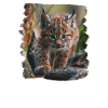 Lynx Luchse Luchs