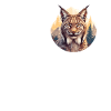 Lynx Luchse Luchs