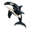 Orcas Orca