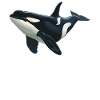 Orcas Orca