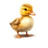 Cute duckling