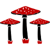 Mushrooms 02