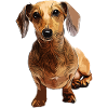 Dackel Teckel Dachshund