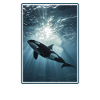 Orcas Orca