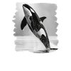 Orcas Orca