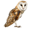 Barn Owl Schleiereulen Schleiereule