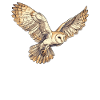 Barn Owl Schleiereulen Schleiereule
