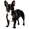 Bouledogue français