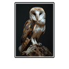 Barn Owl Schleiereulen Schleiereule