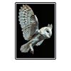 Barn Owl Schleiereulen Schleiereule