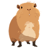 Capybaras Capybara