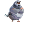 Taube Täubchen Vogel Taubenzüchter Mimimi