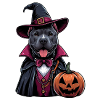 Pitbull costumé Halloween