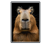 Capybaras Capybara