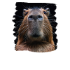 Capybaras Capybara