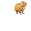 Capybaras Capybara