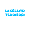 Lakeland Terrier