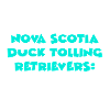 Retriever de la Nouvelle-Écosse
