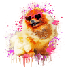 Pomerania con occhiali da sole Pomerania Spitz
