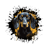 Dachshund Dog Portrait Dachshund