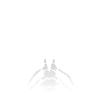 Human Bone Rib Cage