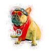 French Bulldog with Sunglasses