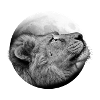Lune du lion
