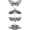 Schmetterlinge