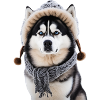 Husky mit Mütze