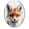Red Fox Portrait