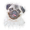 Pug