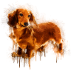 Dachshund Drawing