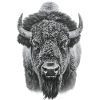 Bison Prairie Bison