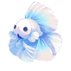 Bettas Betta Fish Betta