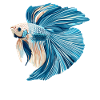 Bettas Betta Fish Betta