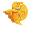 Bettas Betta Fisch Betta