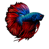 Bettas Betta Fish Betta