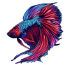 Bettas Betta Fish Betta