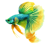 Bettas Betta Poisson Betta