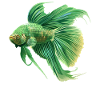 Bettas Betta Fish Betta