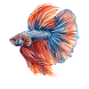 Bettas Betta Fish Betta